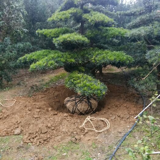 长沙县中叶罗汉松