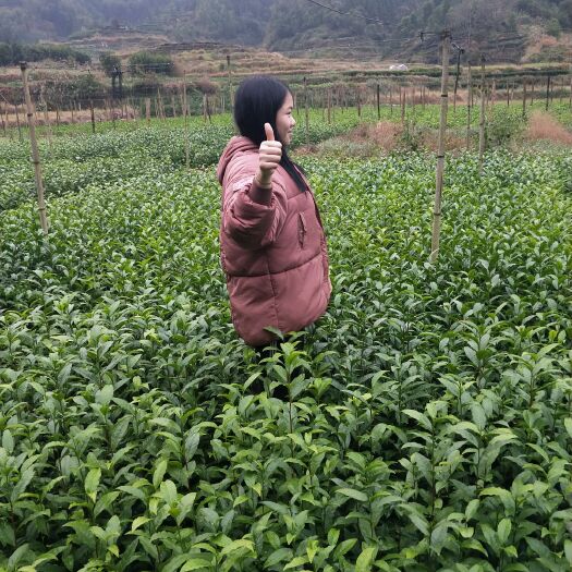 三江县福云6号茶树苗 实生苗 0.5米以下