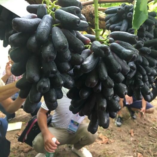 平邑县蓝宝石葡萄苗 