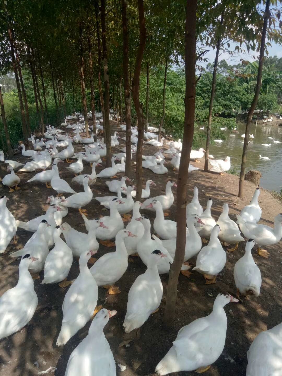 大种白番鸭苗の，混合苗，可分公母