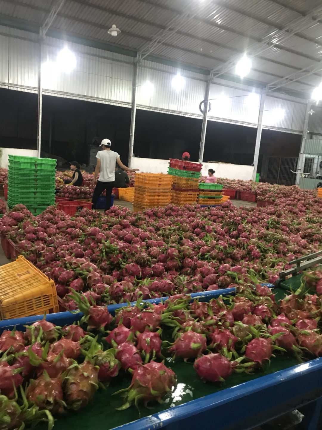 红皮白肉火龙果 中（5-7两） 