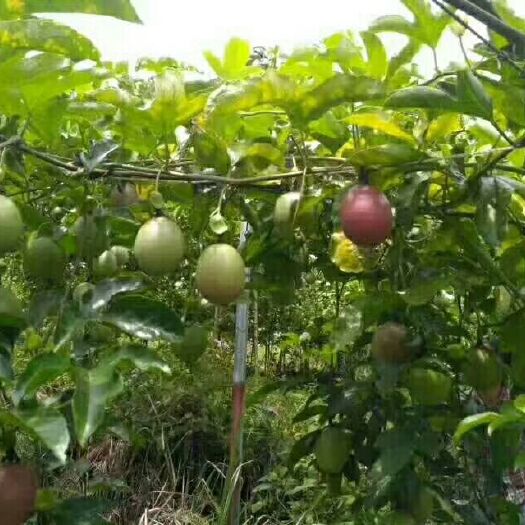 灵山县台农一号百香果苗