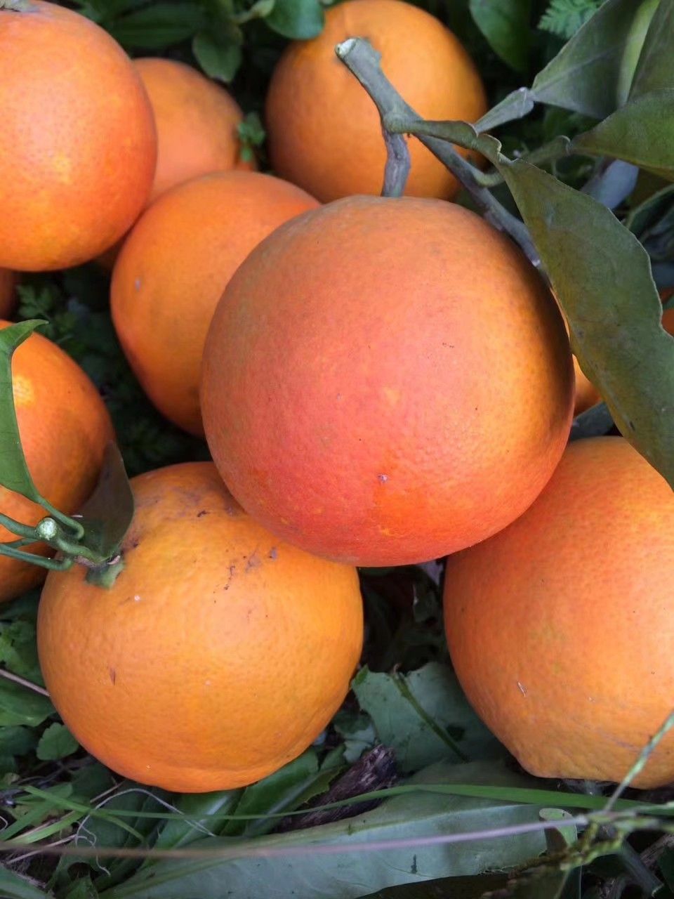 塔罗科血橙 70-75mm 4-8两 