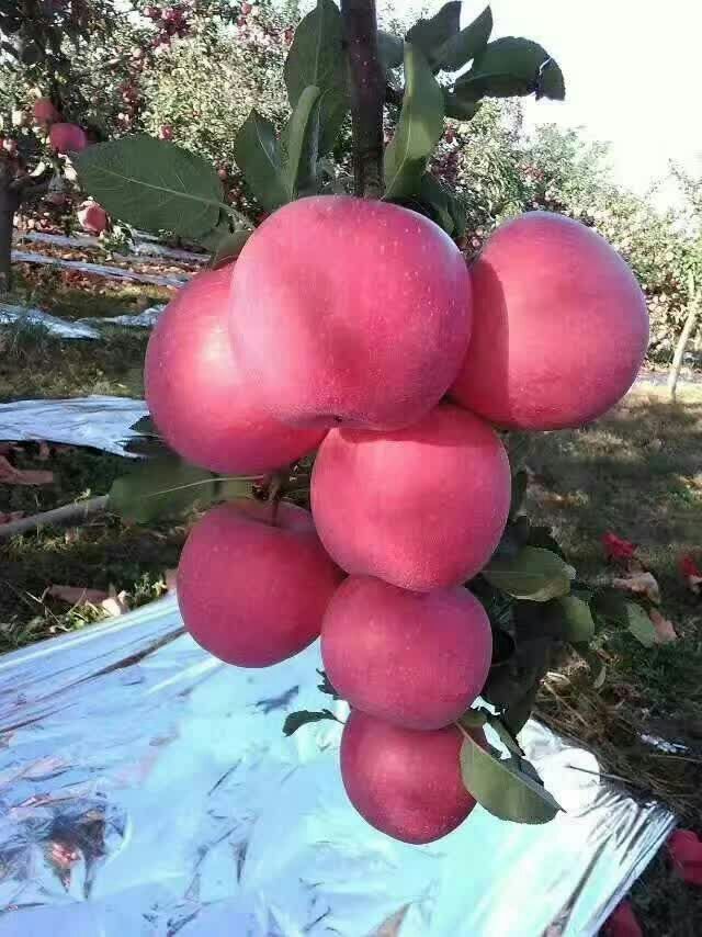 红富士苹果 宜川红富士