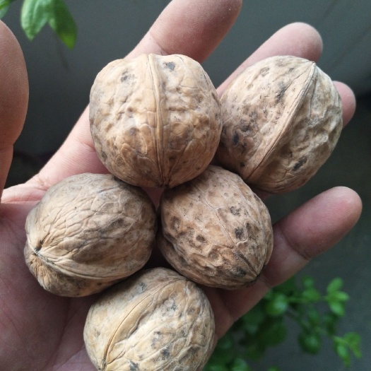 英吉沙县新疆核桃
