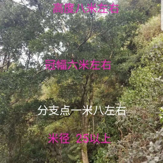  黄杨瓜子球