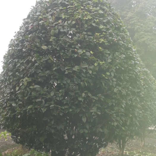 成都茶花树 140cm以上