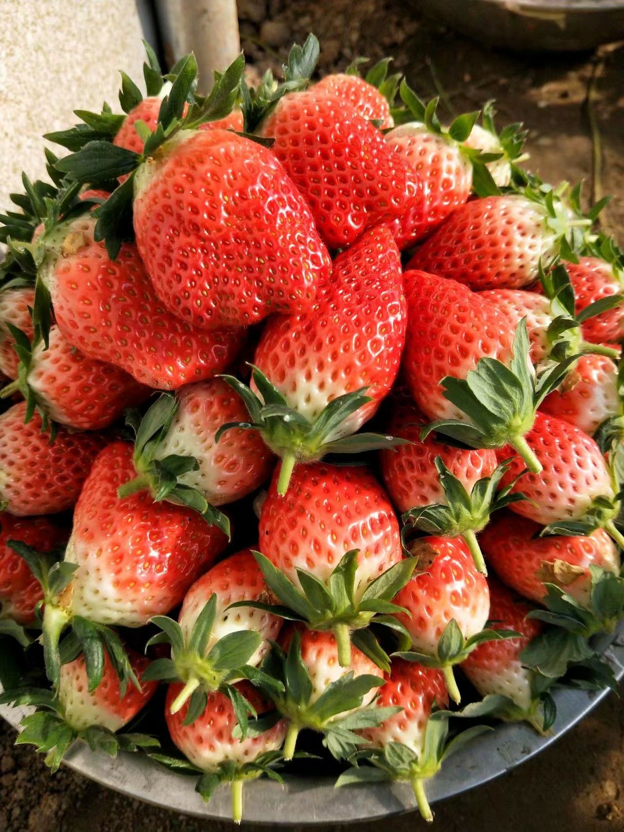 甜宝草莓图片真实图片