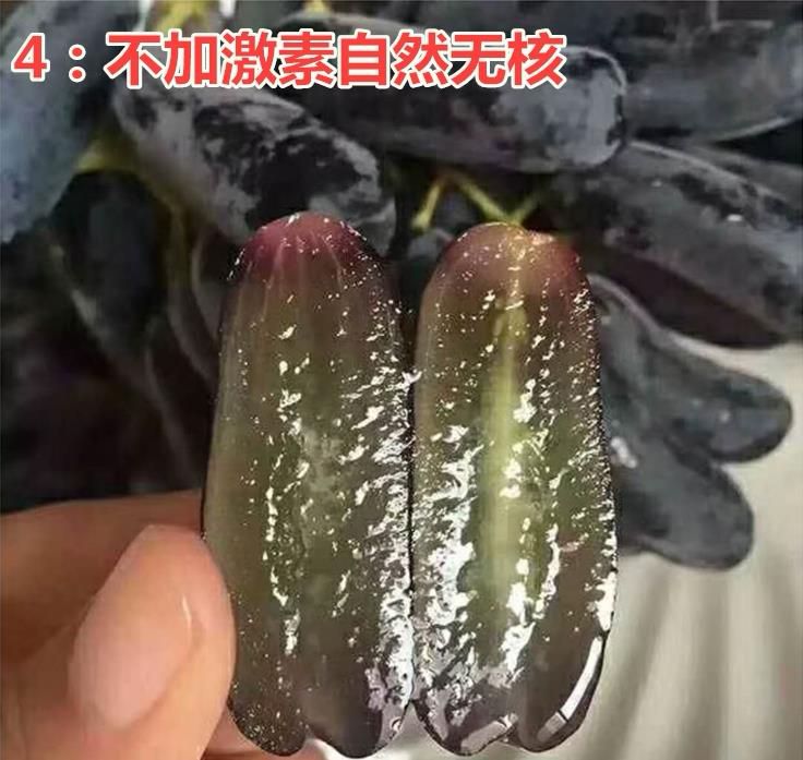 蓝宝石葡萄苗  优选 葡萄苗 甜蜜蓝宝石 品种纯正 假一赔十 可签定合同