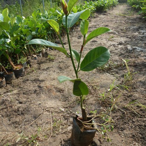 灵山县榴莲蜜树苗  果像菠萝蜜味榴莲味