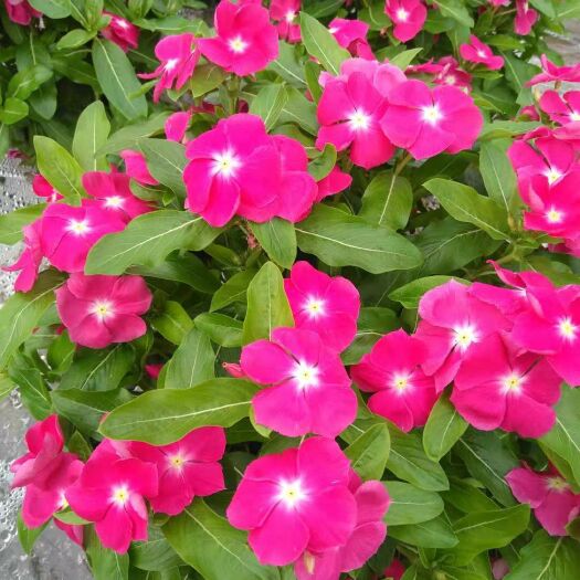赤峰长春花种子（粉白芯）