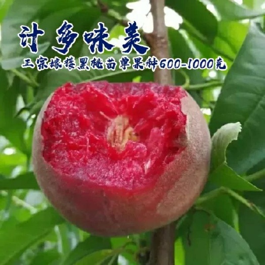 平邑县血桃苗 1~1.5米