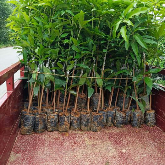 百色台农一号芒果苗 