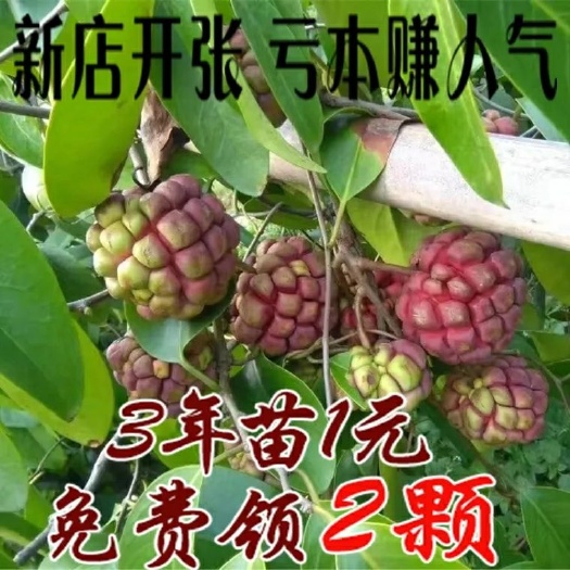 钟祥市无籽黑老虎苗 大红品种  一手基地招代销