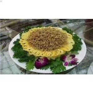 临县黄粉虫 