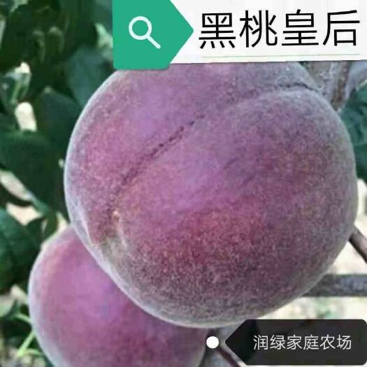 平邑县映霜红桃苗 0.5~1米 
