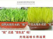 韭菜根头茬 ：可水培韭菜盆栽，可露地，大棚，菜园，12斤起邮