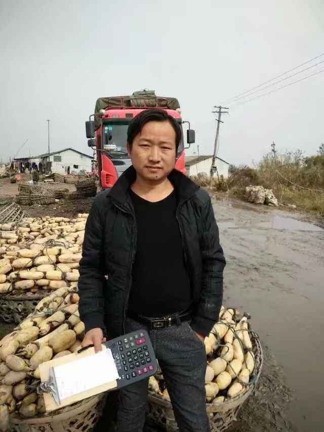 鄂莲6号莲藕，（粉藕）质量好，货源足