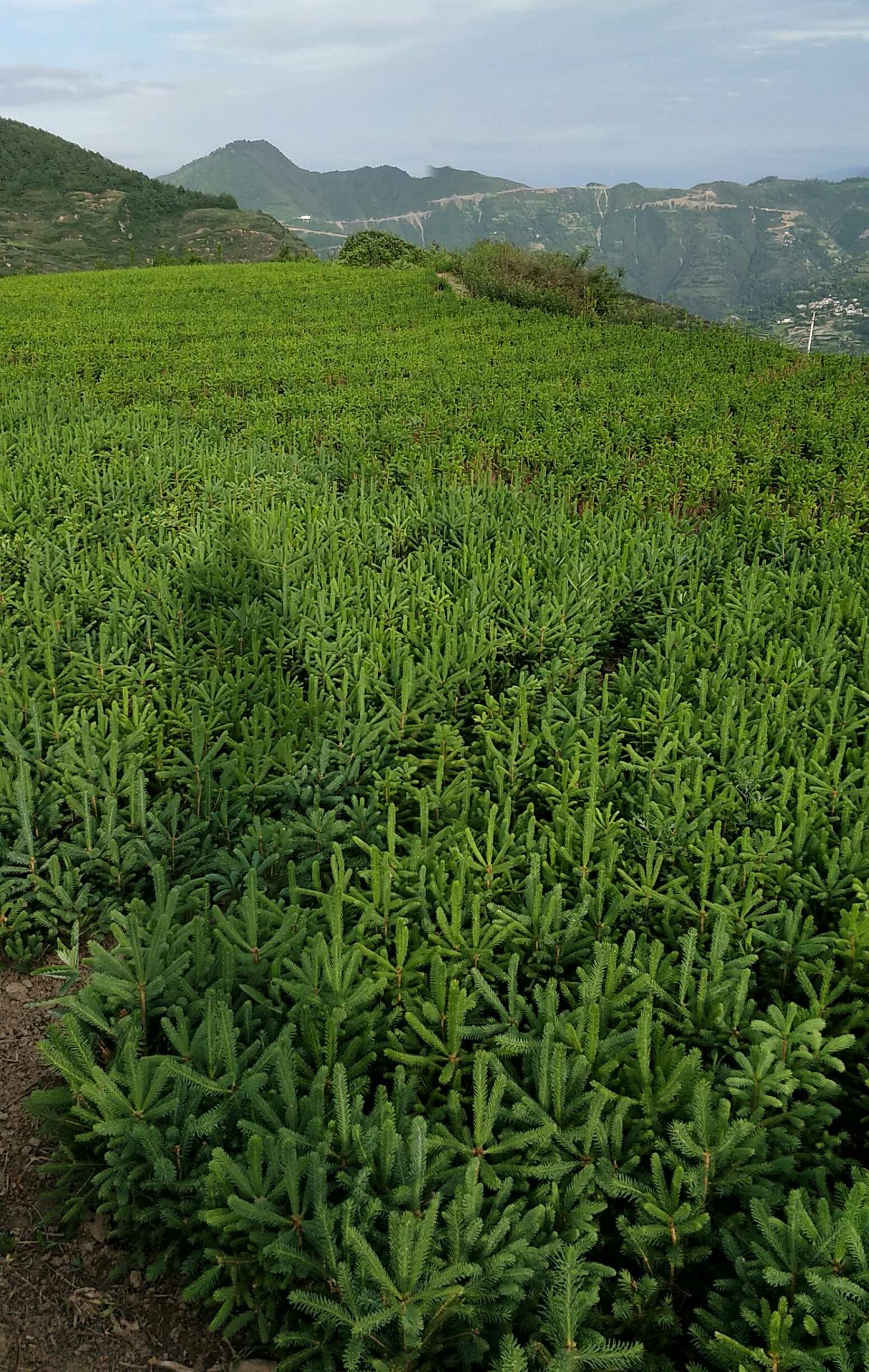 甘肃云杉 
