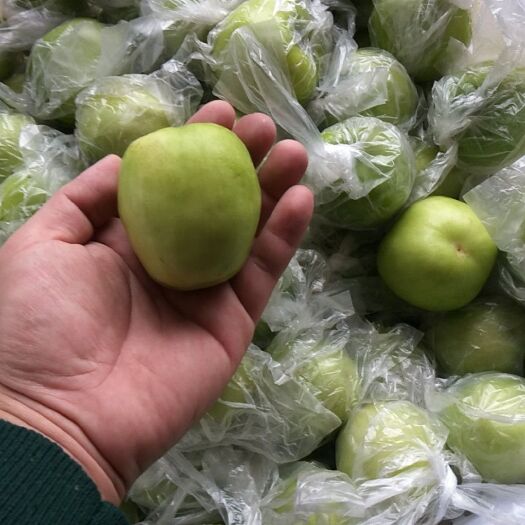 青枣 拐一 50g以上