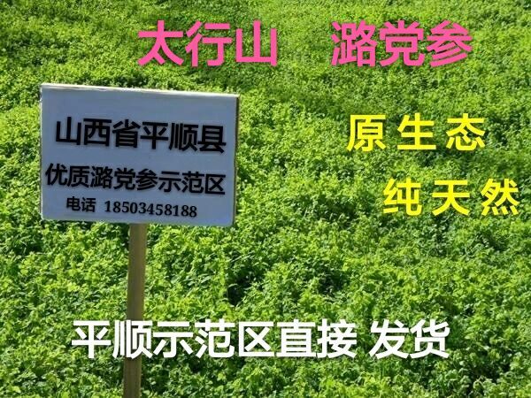 平顺县潞党参  ，原产地直接发货