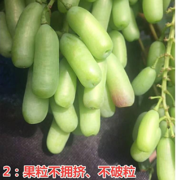 蓝宝石葡萄苗  优选 葡萄苗 甜蜜蓝宝石 品种纯正 假一赔十 可签定合同