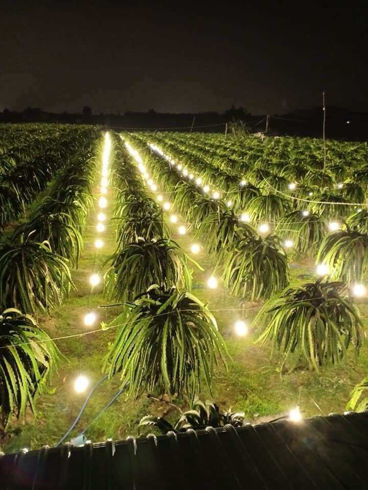 红皮白肉火龙果 中（5-7两） 