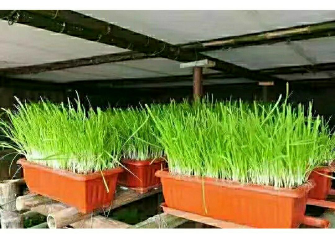 韭菜根头茬 ：可水培韭菜盆栽，可露地，大棚，菜园，12斤起邮