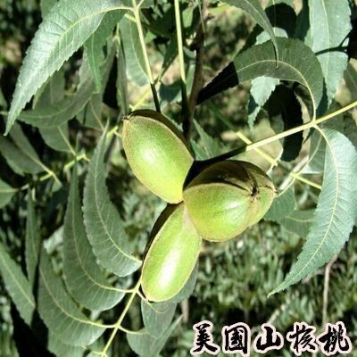 平邑县碧根果苗 