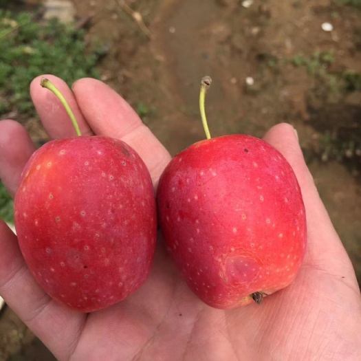 平邑县鸡心果树