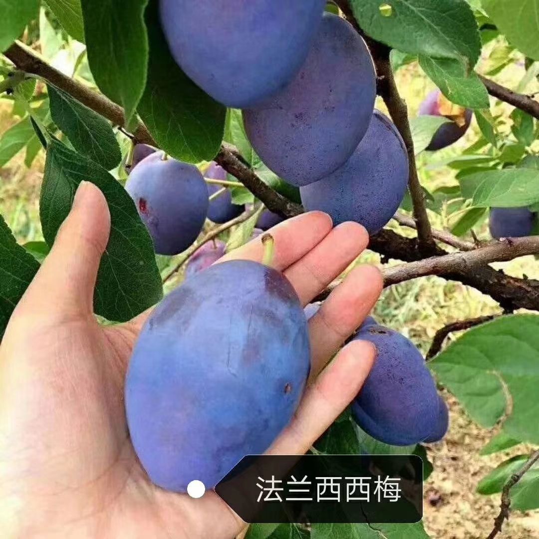 恐龙蛋李子苗 嫁接苗