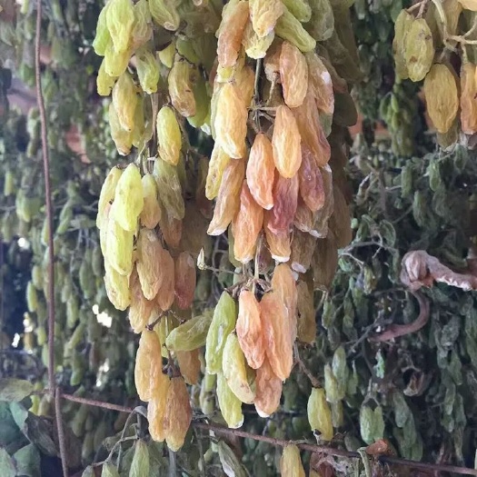 深圳无核白葡萄干 优等 