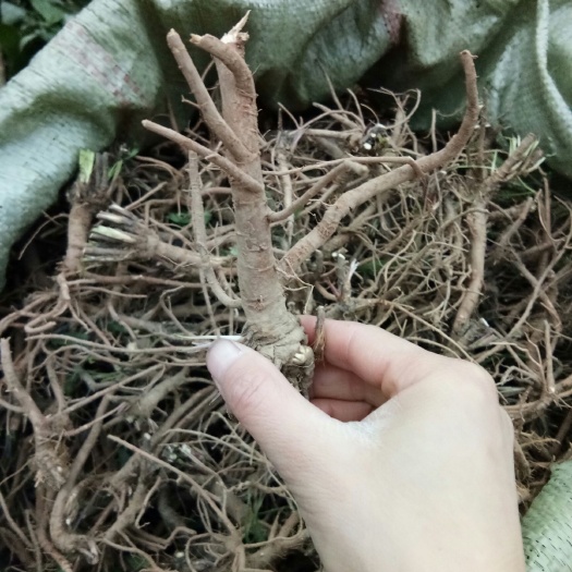 略阳县黑柴胡