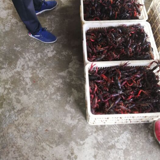 兴义市潜江小龙虾 稻田虾