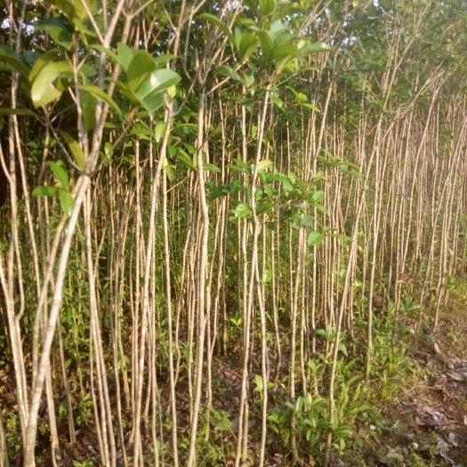 桂花树 