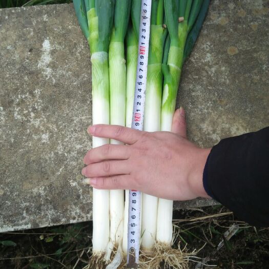 安顺铁杆大葱 毛葱 30~50cm