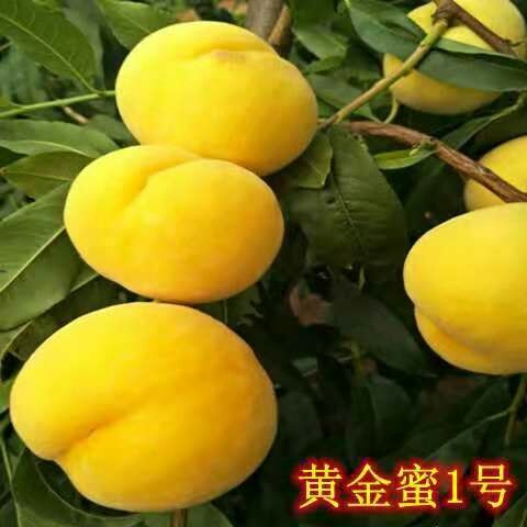平邑县黄金密新1号桃苗 0.5~1米 