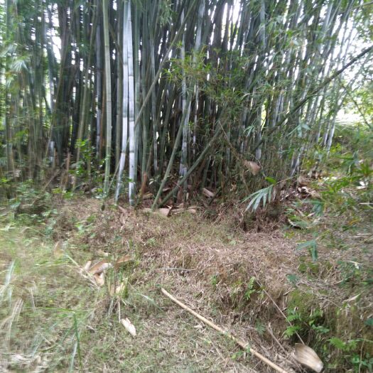 灵山县粉单竹