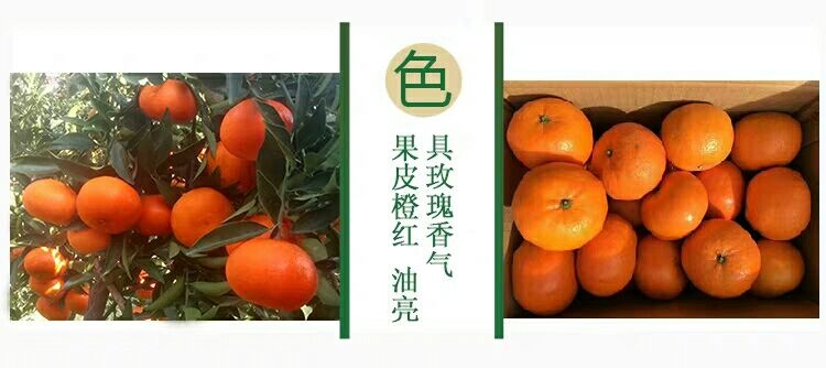 玫瑰香柑 电商果