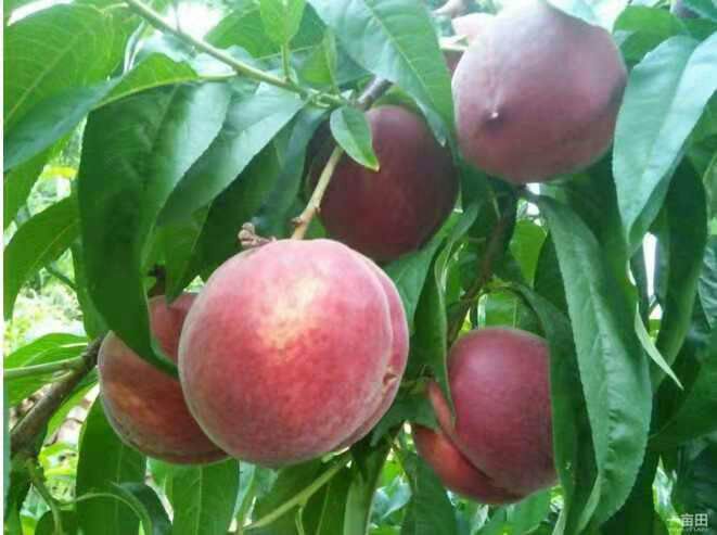 冬桃树苗 0.5~1米 