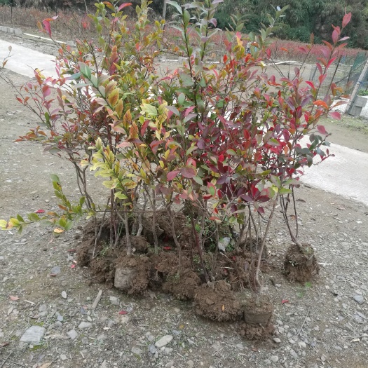 台江县兔眼蓝莓苗