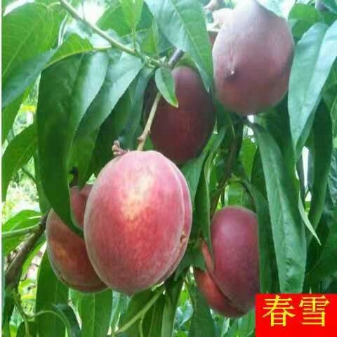 平邑县春雪桃树苗 0.5~1米 