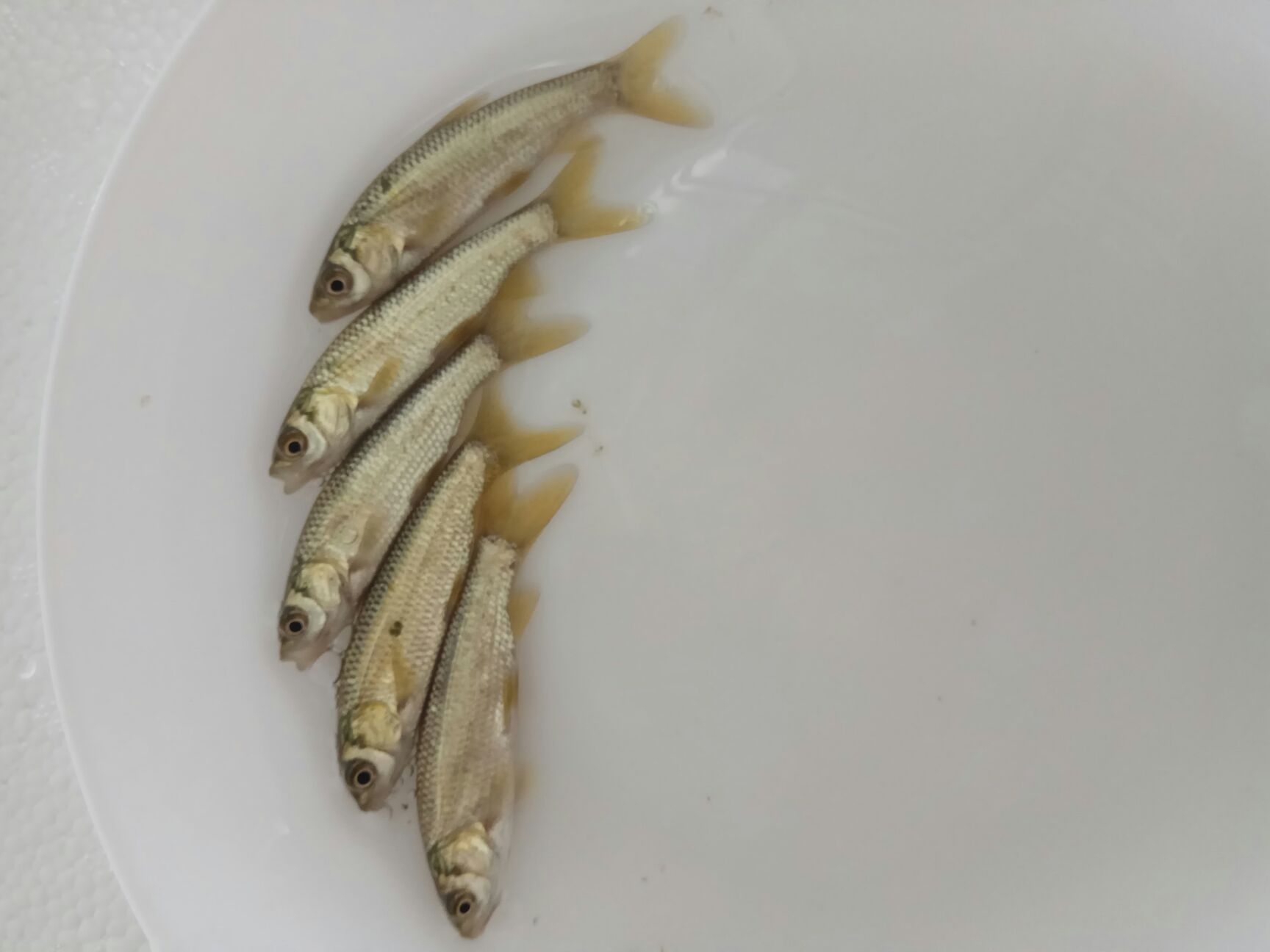青鱼苗 