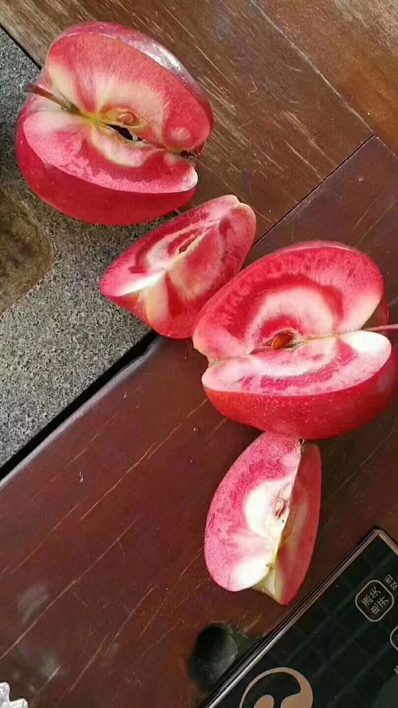  苹果苗  苹果树苗  红肉苹果树苗
