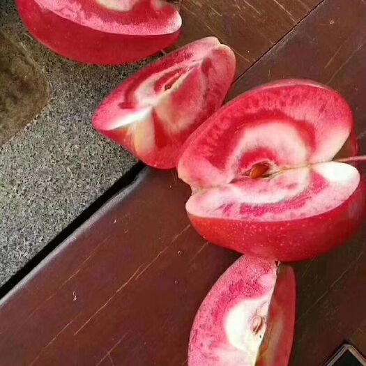曲靖 苹果苗  苹果树苗  红肉苹果树苗
