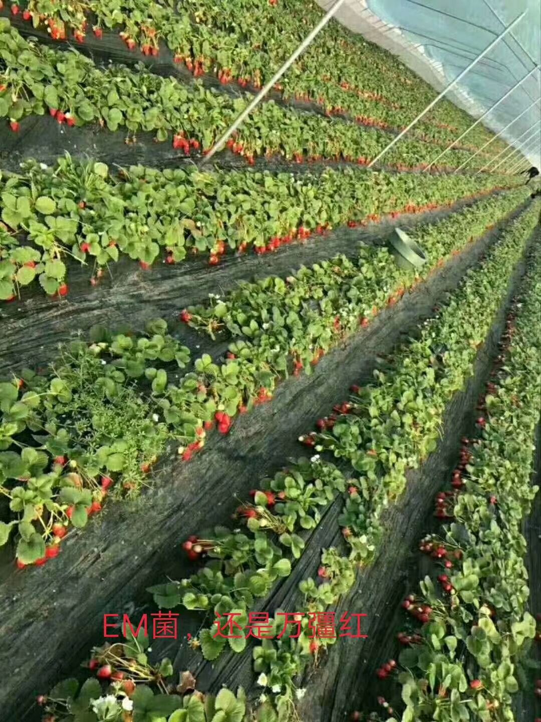 种植EM菌液 复合微生物菌剂  EM菌母液