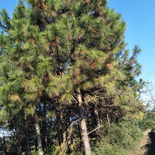 郎溪县湿地松树苗 