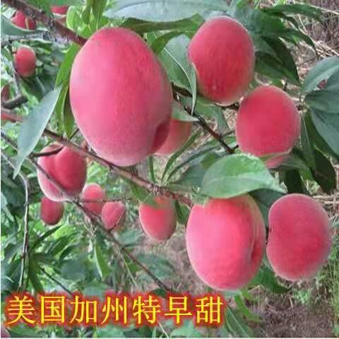 平邑县冬桃树苗 0.5~1米 