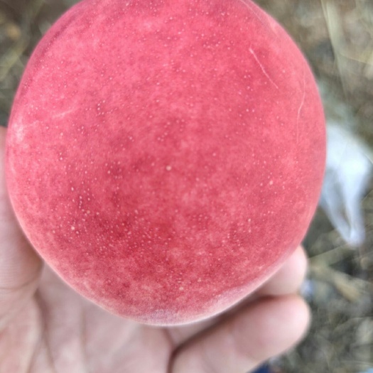 平邑县沂蒙霜红2号苗 1~1.5米 