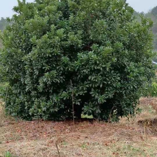 韶关东槐杨梅苗 